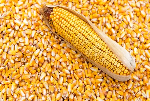 صادرات بذر ذرت هیبرید ایران به پنج کشور جهان