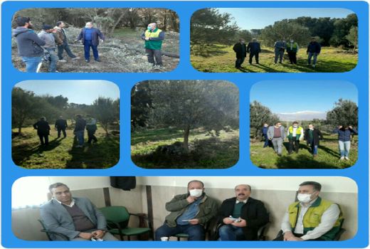 بازدید مجری دفتر زیتون وزارت جهاد کشاورزی از باغات زیتون بخش طارم سفلی شهرستان قزوین