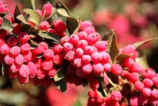 پیش بینی برداشت 19500 تن زرشک از باغات استان