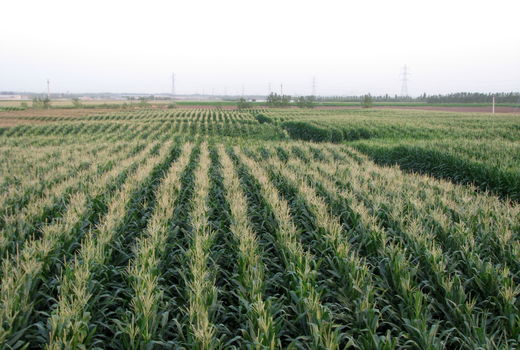 طرح احداث مزراع الگویی در شهرستان آبیک اجرا شد