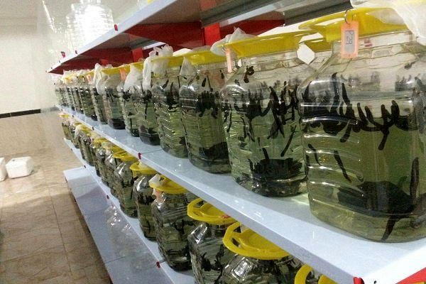 برگزاری دوره آموزشی ترویجی اصول پرورش زالو ویژه بانوان