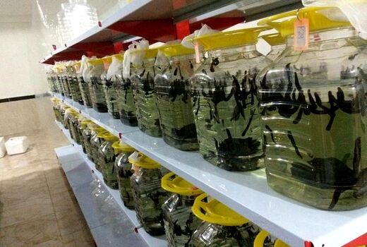 برگزاری دوره آموزشی ترویجی اصول پرورش زالو ویژه بانوان