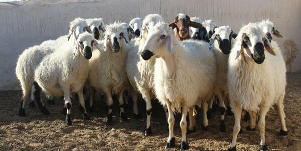130 راس دام قاچاق در«کامیاران» کشف شد