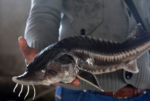 امضای تفاهم‌نامه همکاری برای حفظ، پرورش و تکثیر ذخایر ماهیان خاویاری
