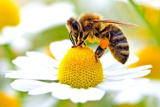 برگزاری سومین آیین روز جهانی زنبور عسل 31 اردیبهشت در تهران