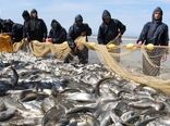 هزار و ۸۹۳ تن انواع ماهیان استخوانی دریای خرز با کاهش ۱۶ درصدی نسبت به سال گذشته صید شد