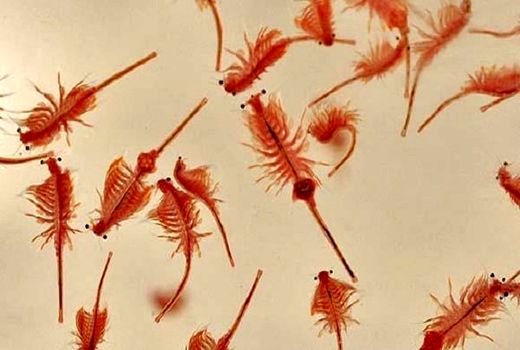 ۱۰ درصد آرتمیای دریاچه ارومیه ۹۰ درصد نیاز کشور را تامین می‌کند