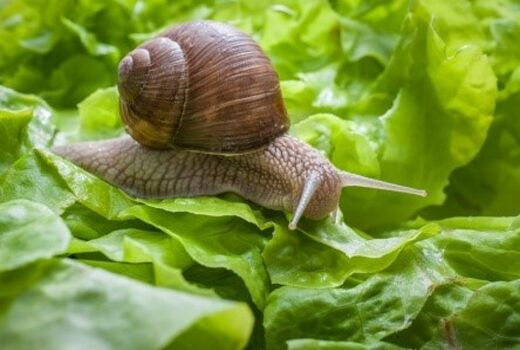 استفاده از عصاره سیر برای کنترل حلزون‌ها و راب‌های خسارت‌زای کشاورزی