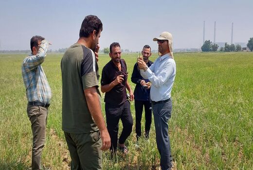 مهار هوشمندانه علف‌های هرز در شالیزارهای خشکه‌کاری؛ نسخه علمی محققان خوزستانی برای کشاورزان
