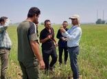 مهار هوشمندانه علف‌های هرز در شالیزارهای خشکه‌کاری؛ نسخه علمی محققان خوزستانی برای کشاورزان