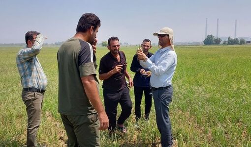 مهار هوشمندانه علف‌های هرز در شالیزارهای خشکه‌کاری؛ نسخه علمی محققان خوزستانی برای کشاورزان