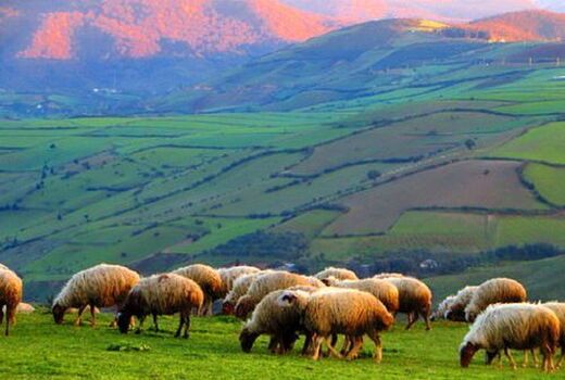 پروانه‌های چرای دام در مراتع استان سمنان دارای طرح اجرایی می‌شود