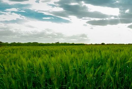 توسعه بسته افزایش عملکرد گندم در استان فارس