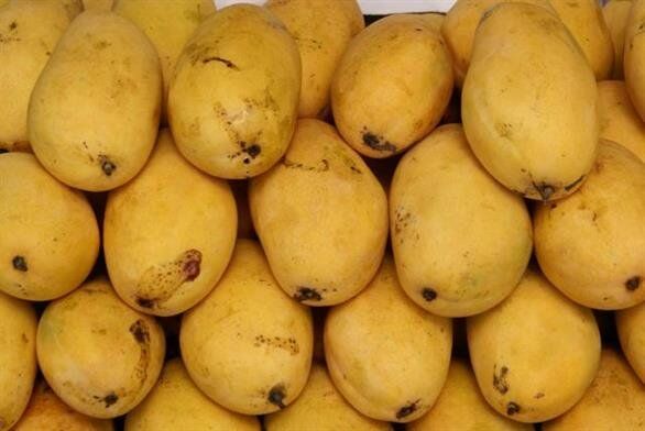 راه اندازی چهارمین مرکز قرنطینه گیاهی سیستان و بلوچستان در مرز ریمدان