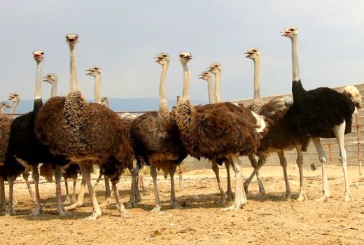 تولید سالانه 10 تن گوشت شترمرغ در فیروزآباد