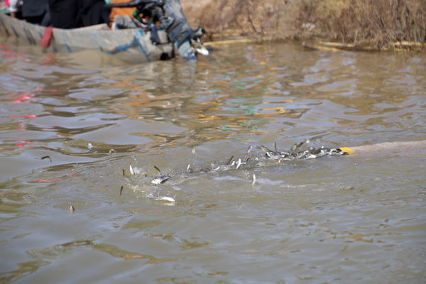 رهاسازی 450 هزار قطعه بچه ماهیان گرمابی در رودخانه شاوور شوش  