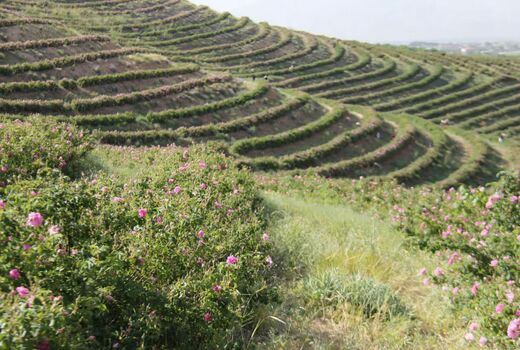 گلستان‌های گل محمدی فرصتی برای توسعه گردشگری