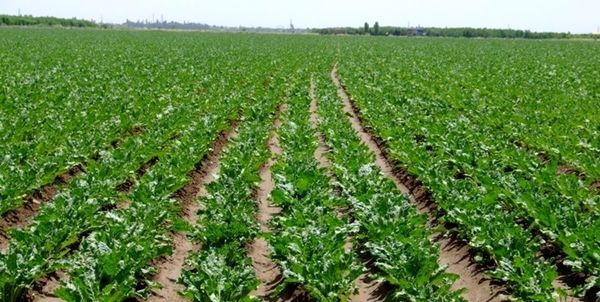 ۹۸۳ هکتار از مزارع کشاورزی استان قزوین زیرکشت چغندرقند