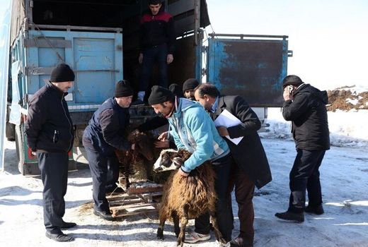 توزیع دام زنده رایگان در مناطق زلزله زده در شهرستان میانه آذربایجان‎شرقی