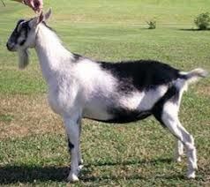 اصلاح الگویی واحدهای دامداری در اولویت قرار دارد