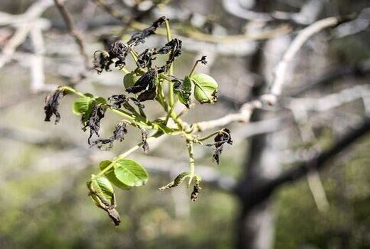 خسارت سرمای بهاره به کشاورزی نی ریز
