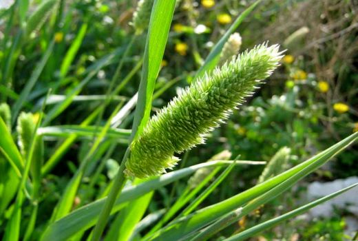 لزوم مقابله با علف‌های هرز گندم/ حفظ نباتات به میدان آمد
