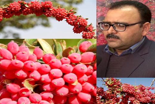 برنامه‌ریزی تعاون روستایی استان خراسان جنوبی برای محصول زرشک  