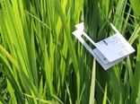 مبارزه بیولوژیک در بیش از ۲۰۰۰ هکتار از شالیزارهای گیلان آغاز شد
