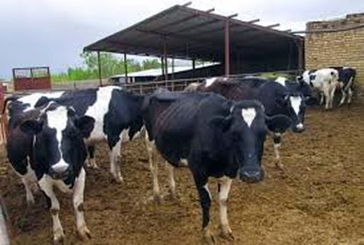 بهبود وضعیت دامداران طی ماه های آینده