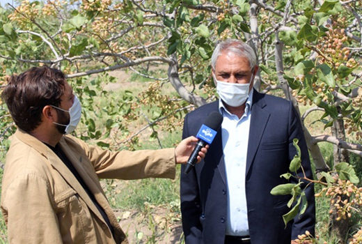 پیش بینی تولید 214 تن محصول پسته خشک در شهرستان مرند