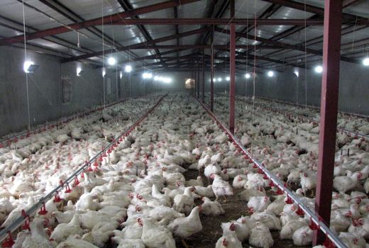 واحدهای نیمه فعال و راکد پرورش مرغ در قزوین فعال می‌شوند