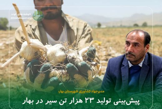 پیش‌بینی تولید ۲۳ هزار تن سیر در بهار