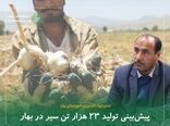 پیش‌بینی تولید ۲۳ هزار تن سیر در بهار