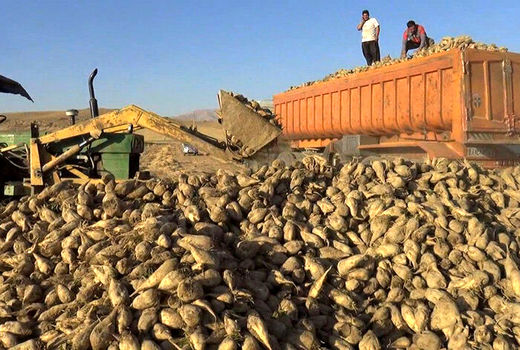  مصوبه اصلاحیه هزینه حمل چغندرقند بهاره و پاییزه ابلاغ شد