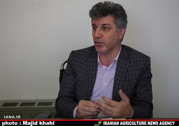 کشت پنبه جایگزین برنج در استان گلستان