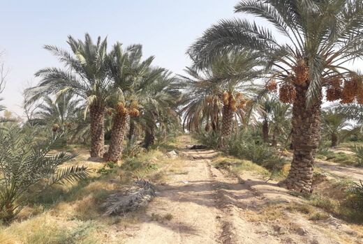 برداشت خرما در شهرستان مهران آغاز شد