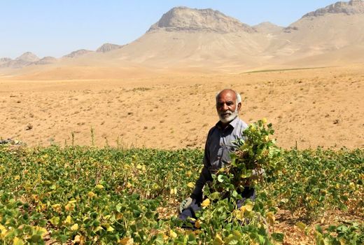 برداشت حبوبات در چهارمحال و بختیاری
