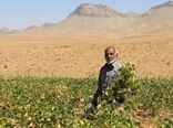 برداشت حبوبات در چهارمحال و بختیاری