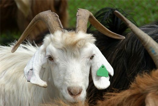 بیمه اجباری و بیمه تکمیلی دام الزامی است