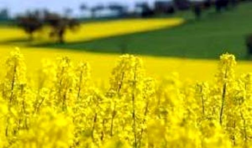  کاهش واردات روغن با کشت دانه کلزا