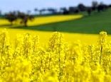  کاهش واردات روغن با کشت دانه کلزا