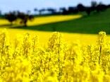  کاهش واردات روغن با کشت دانه کلزا