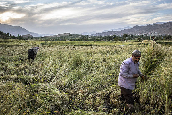 سطح پوشش بیمه محصولات کشاورزی به زیر ۲۰ درصد رسیده است