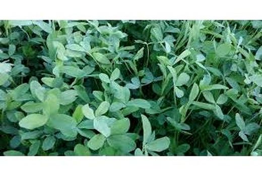 کشت شبدر در 4500 هکتار اراضی میاندورود