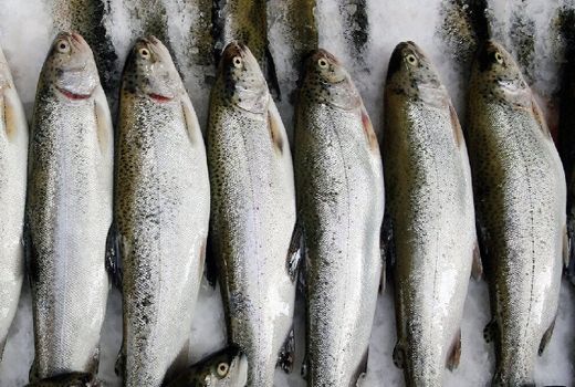 سرانه مصرف آبزیان در اصفهان ۱۱ کیلوگرم است