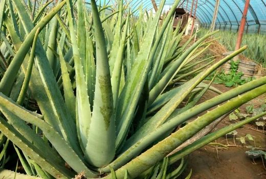 تولید سالانه ۷۰تن آلوورا در شهرستان البرز 