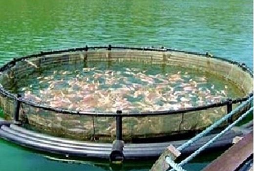 سالانه ۴۲ تن ماهی قزل‌آلا رنگین‌کمان در قروه تولید می‌شود