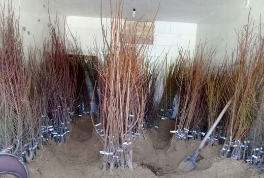 توزیع ۶۰۰۰ اصله نهال درختان مثمر بین باغداران شهرستان کیار