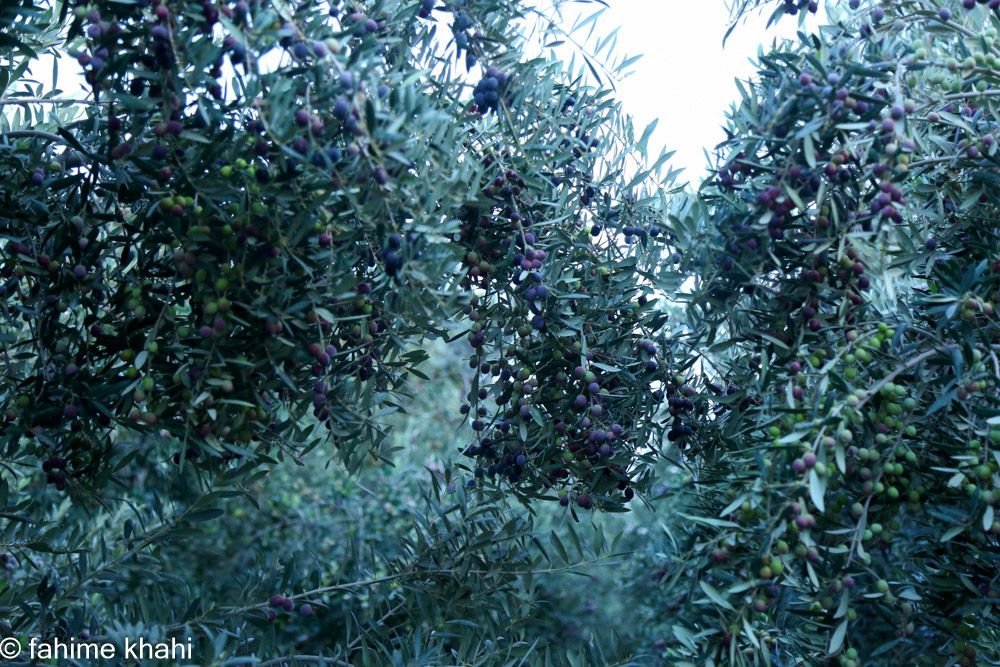 از لمس شاخه تا عصاره ی نور  