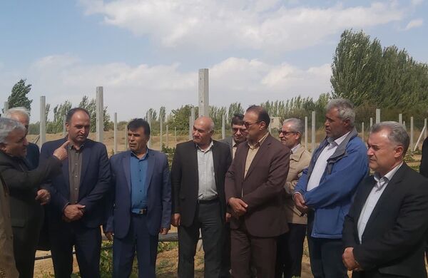 بازدید رئیس سازمان جهاد کشاورزی آذربایجان غربی از باغات انگور  میاندوآب